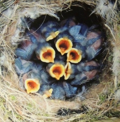 nest jonge pimpelmezen